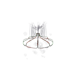 Xin Liu - Lycorises