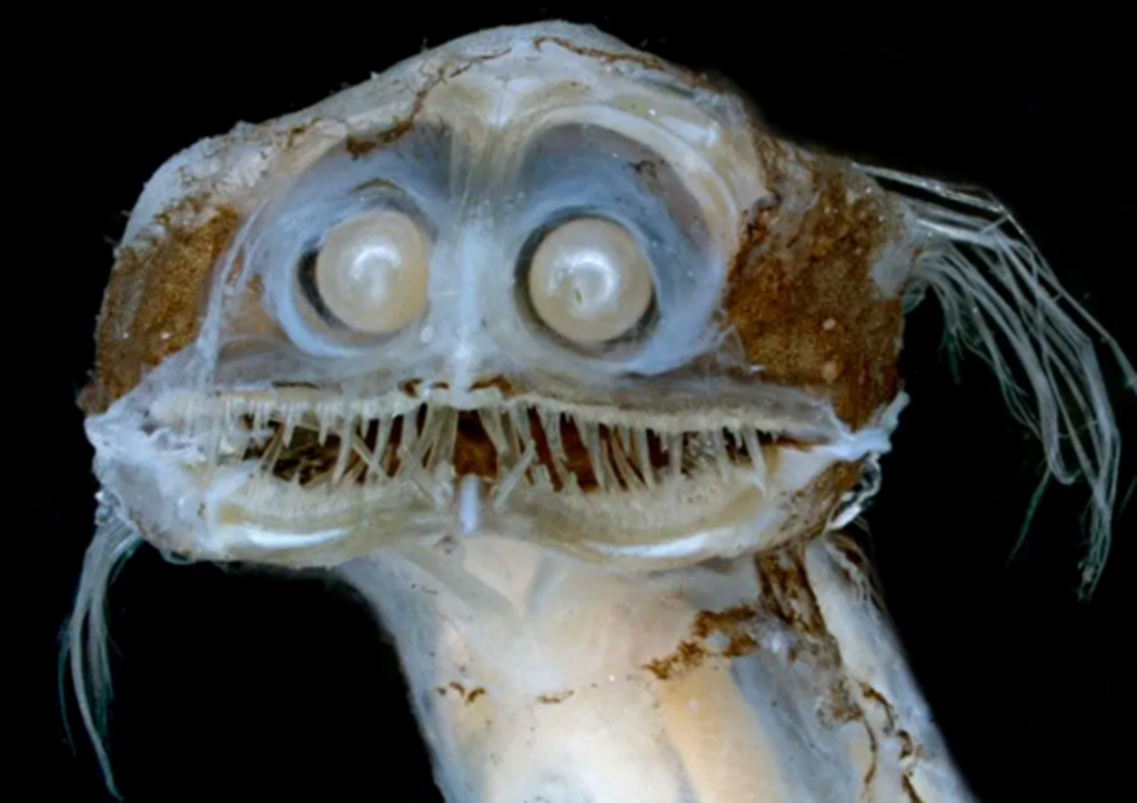Earthling of the deep