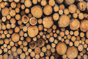 wood circles