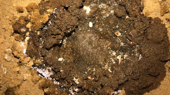 Soil sample
