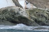December 5, 2021 - Penguins on Island