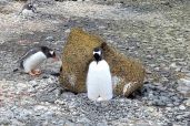 December 9, 2021 - Penguins
